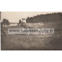 Emäntä lehmineen