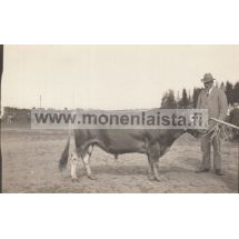 Isäntä & sonni