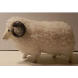 Pässi