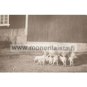 Maatiaisemakko porsaineen