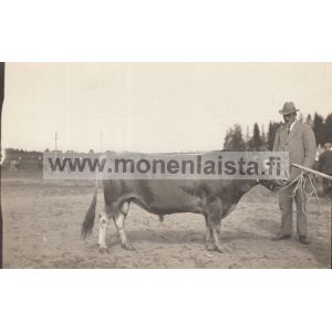 Isäntä & sonni